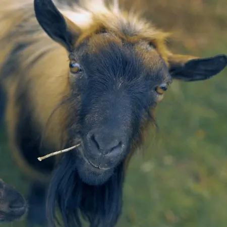 Casa Margarida, Quinta Carmo - - Nazare Alpesi faház *