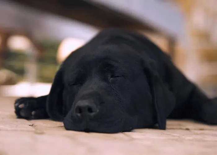 Casa Margarida, Quinta Carmo - - Nazare *