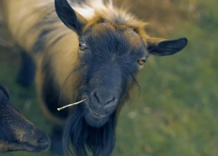Casa Margarida, Quinta Carmo - - Nazare Domek alpejski *